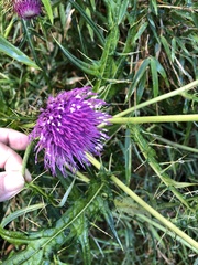 Cirsium tatakaense