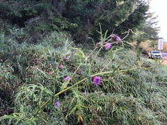 Cirsium tatakaense