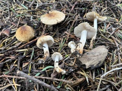 Inocybe fuscodisca