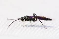 Cratichneumon sublatus
