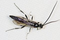 Cratichneumon sublatus