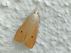 Scirpophaga incertulas