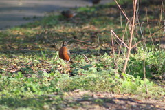 Turdus migratorius