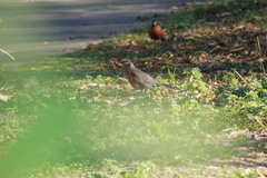 Turdus migratorius