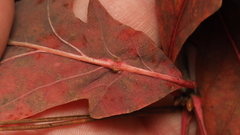 Andricus quercusutriculus