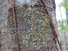 Bathelium carolinianum