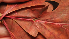 Andricus quercusutriculus