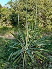 Agave tequilana