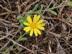 Calendula suffruticosa