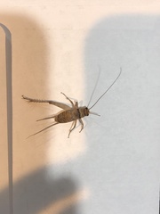 Gryllodes sigillatus