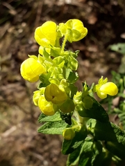 Calceolaria morisii