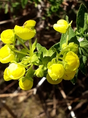 Calceolaria morisii