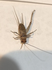 Gryllodes sigillatus