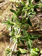 Calceolaria morisii