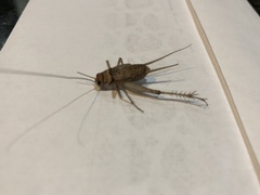 Gryllodes sigillatus