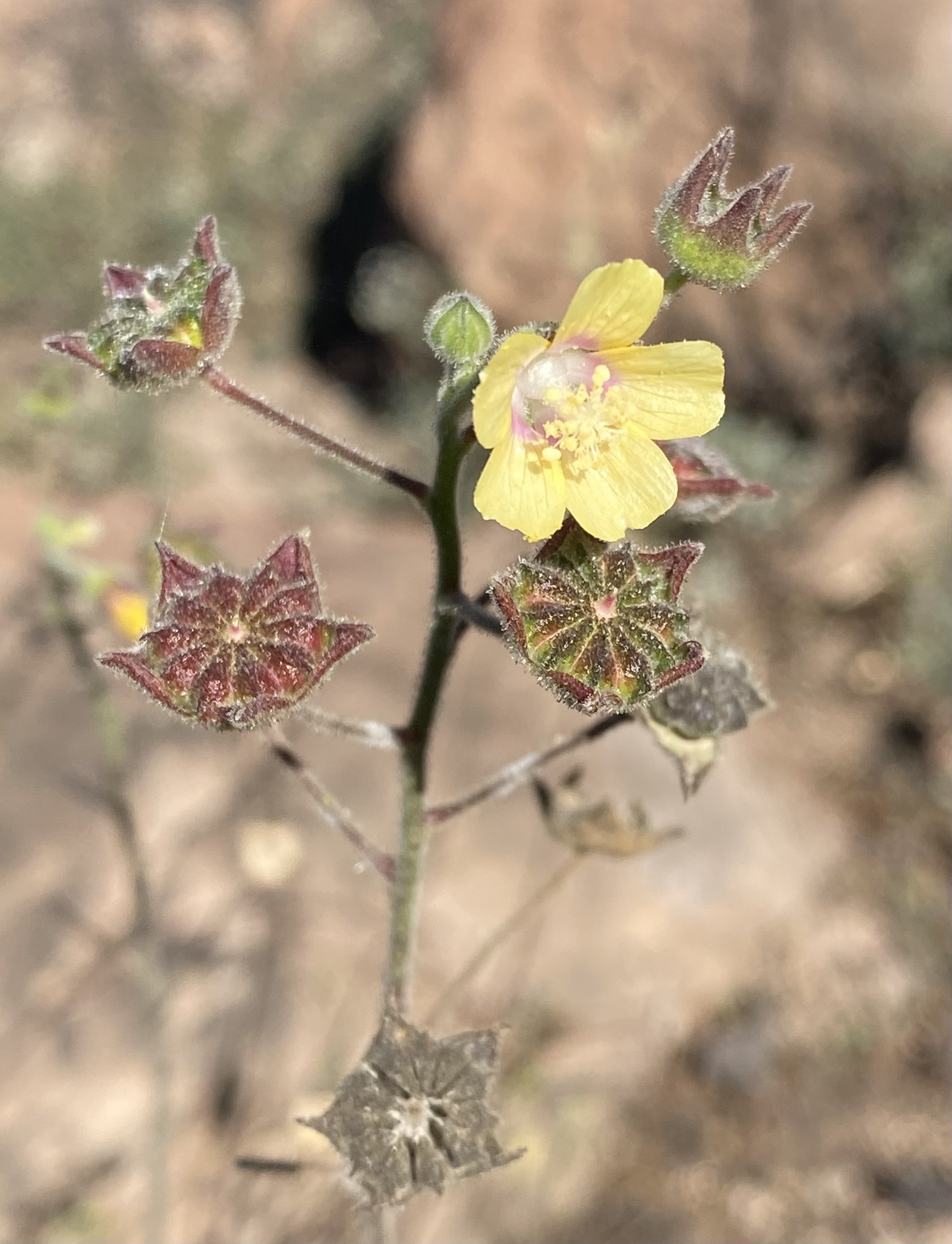 Anoda lanceolata