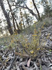 Sphaerolobium medium