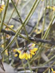 Sphaerolobium medium