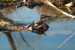Trachemys scripta elegans