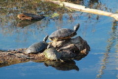 Trachemys scripta elegans