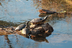 Trachemys scripta elegans