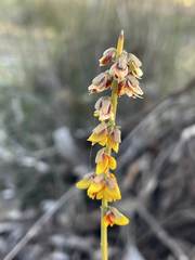 Sphaerolobium medium