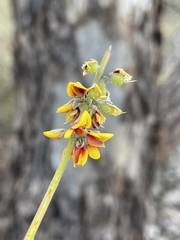 Sphaerolobium medium