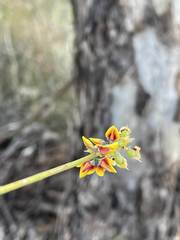 Sphaerolobium medium