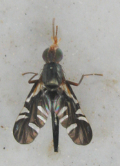 Metasphenisca