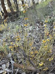 Sphaerolobium medium