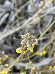 Sphaerolobium medium