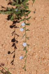 Duperreya commixta