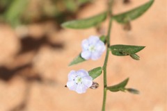 Duperreya commixta