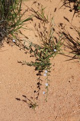Duperreya commixta