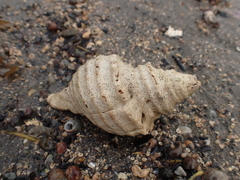 Neptunea decemcostata