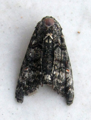 Marathyssa albidisca