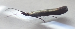 Coleophora deauratella