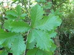 Quercus fabri