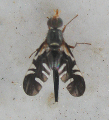 Metasphenisca