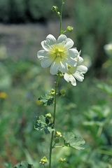 Alcea nudiflora