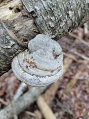 Fomes fomentarius image