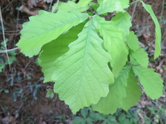 Quercus fabri