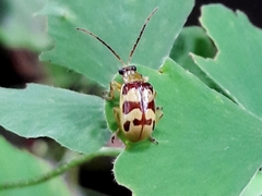 Diabrotica sinuata