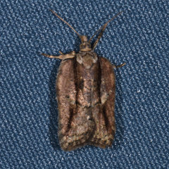 Acleris youngana