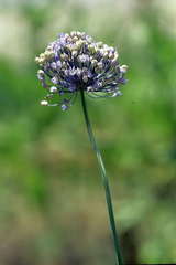 Allium caeruleum