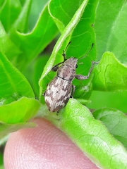 Parapantomorus fluctuosus