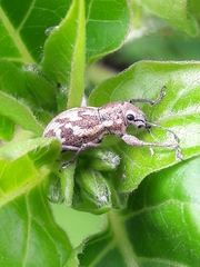 Parapantomorus fluctuosus