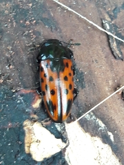 Pselaphacus signatus