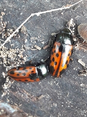 Pselaphacus signatus