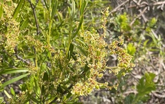 Trymalium ledifolium